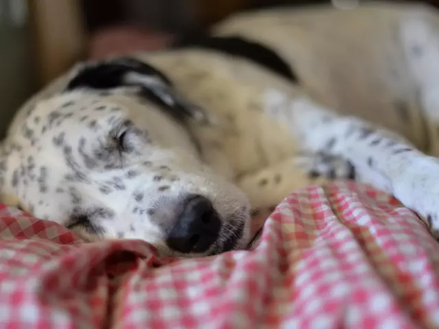 Urlaub mit Hund im Ferienhaus in Thüringen buchen.