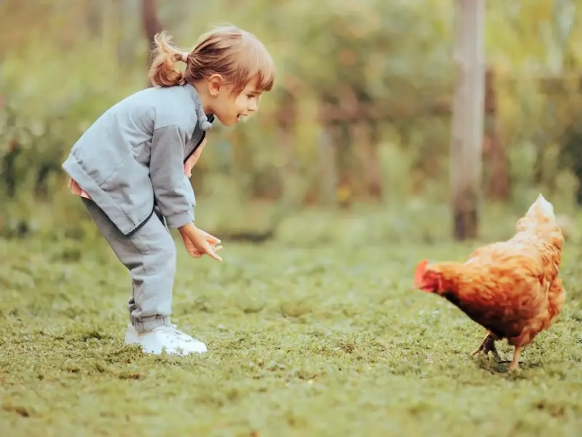 Kind steht auf einer Wiese und schaut ein Huhn an