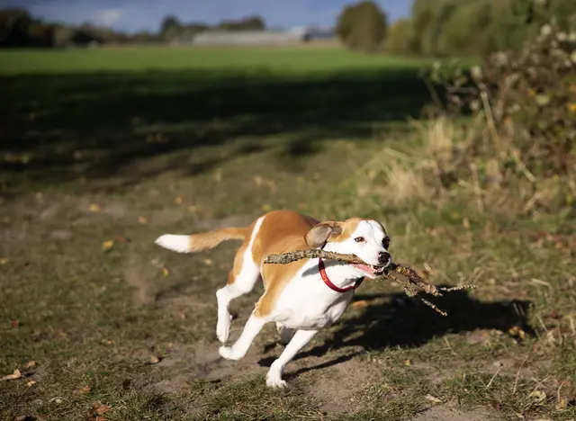 im Urlaub mit Hund in Schleswig-Holstein im Garten Stöckchen holen