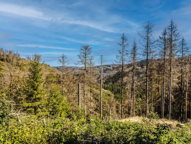 Forest dieback in the Harz due to hurricanes, lack of rain and the bark beetle