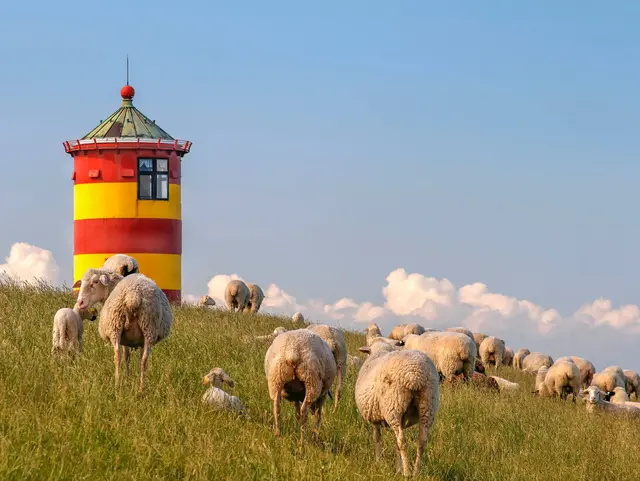 Pilsumer Leuchtturm - © Anna Reinert, adobe stock Eine Schafherde weidet auf einem grünen Deich vor dem rot-gelben Pilsumer Leuchtturm.