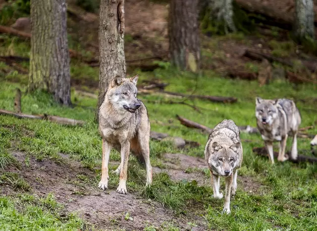 im Urlaub die Mecklenburgische Schweiz entdecken und die Wölfe im Wildpark MV bei Güstrow beobachten