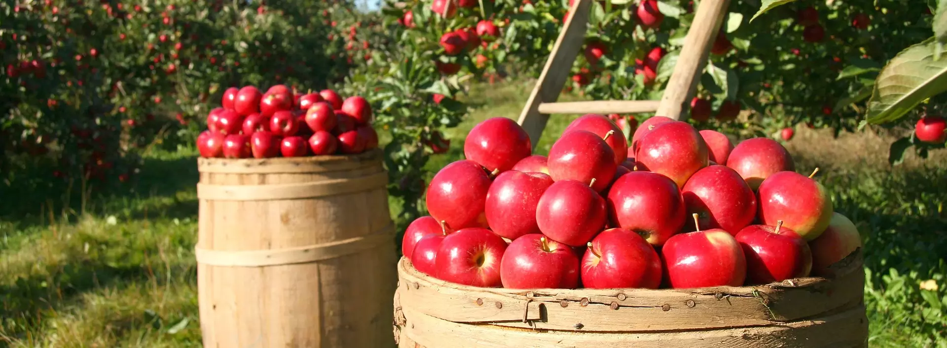 im Urlaub auf dem Obsthof am Bodensee bei der Apfelernte helfen