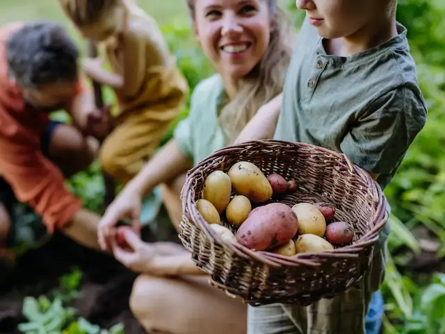 Stolze Erntezeit im Garten – Urlaub auf dem Bauernhof - © Halfpoint, adobe stock Eine Familie zeigt stolz gesammelte Kartoffeln in einem Körbchen.
