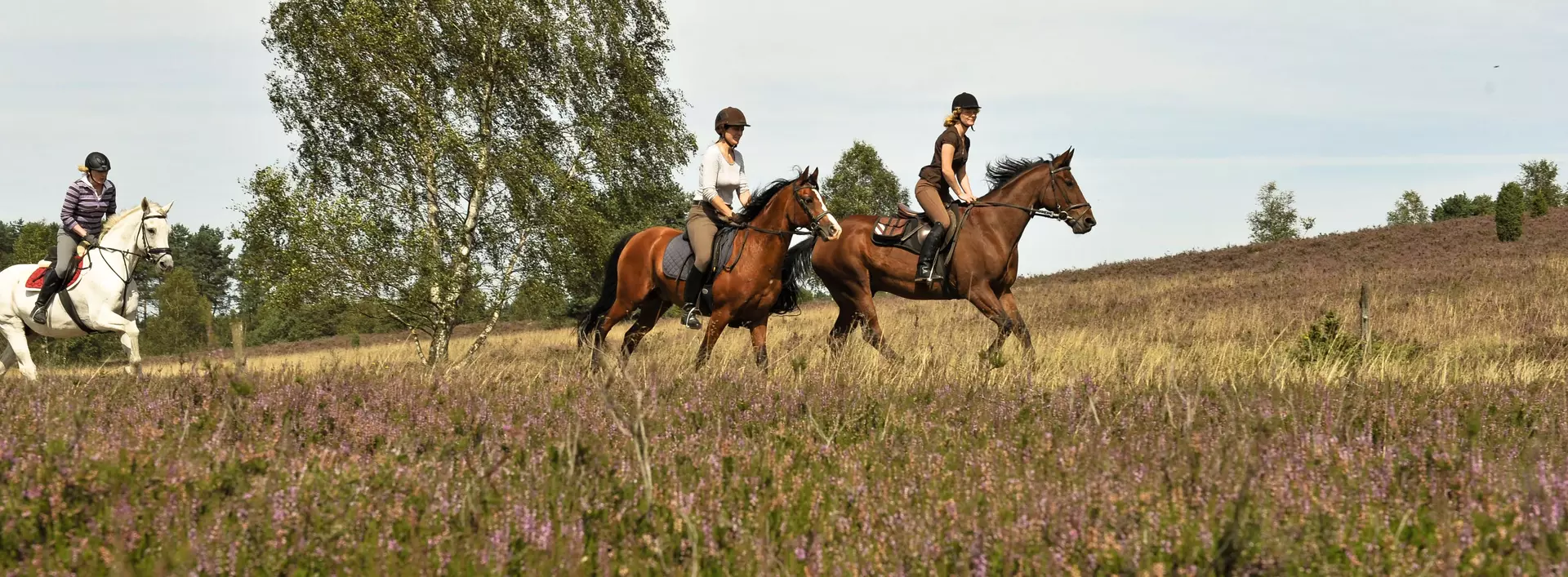 Ausritt durch dir Heide auf dem Pferd