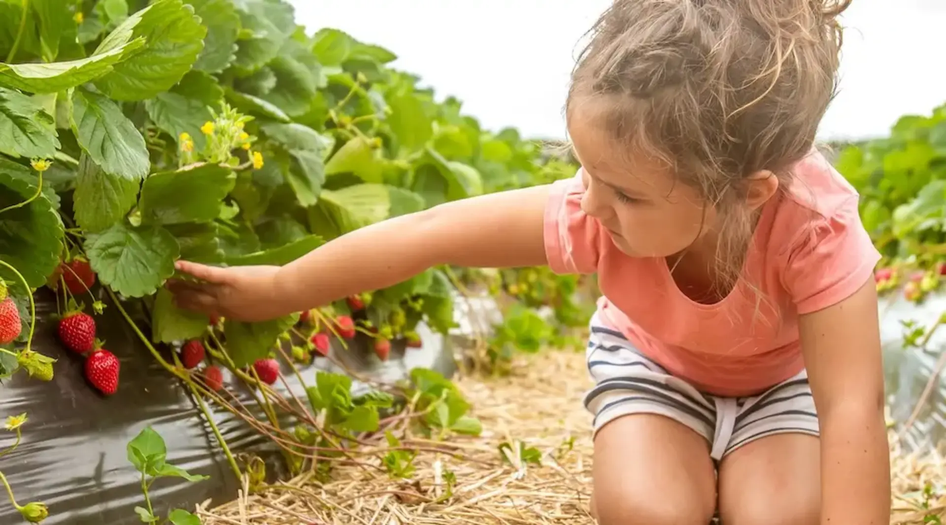 Erdbeerglück im Urlaub auf dem Bauernhof in Plön Sommer auf dem Land bei Plön genießen: Ein Mädchen kniet auf einem Bauernhof im Erdbeerfeld und sucht unter den grünen Blättern nach reifen, roten Erdbeeren – ein genussvoller Moment, der den Urlaub auf dem Land rund um Plön besonders macht.