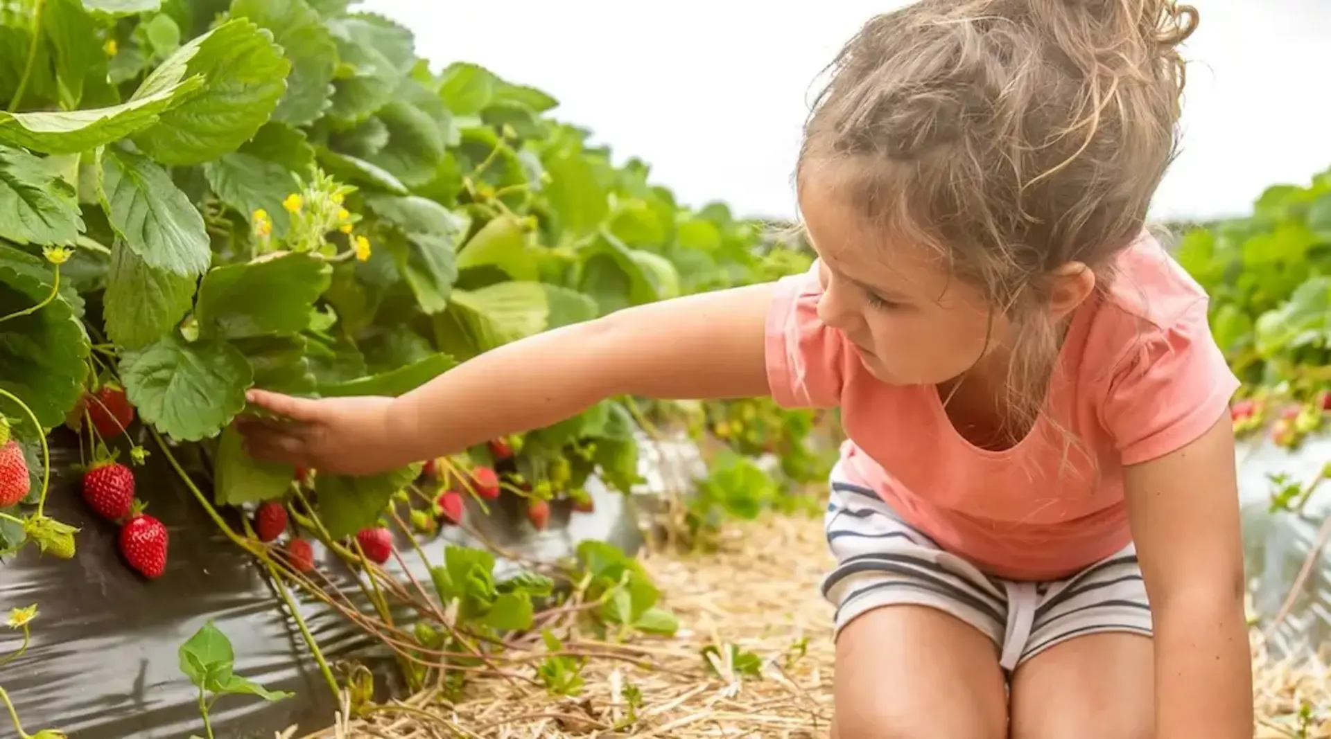 Ein Mädchen kniet im Erdbeerfeld und sucht unter den Blättern nach reifen Erdbeeren während eines Urlaubs auf dem Land. 