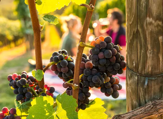 im Urlaub im Ahrtal eine Weinbergwanderung machen und Weine verkosten