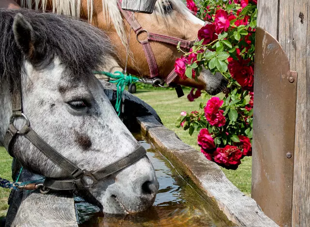 im Urlaub auf dem Ponyhof in Bayern die Pferden tränken