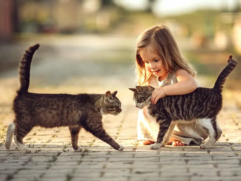 im Urlaub auf dem Kinderbauernhof spielen Kinder mit den Katzen