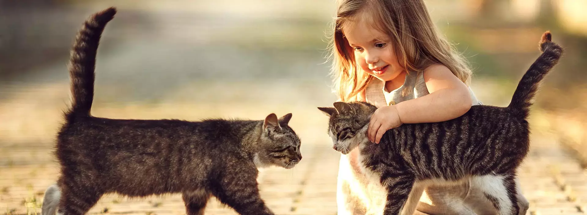 im Urlaub auf dem Kinderbauernhof spielen Kinder mit den Katzen