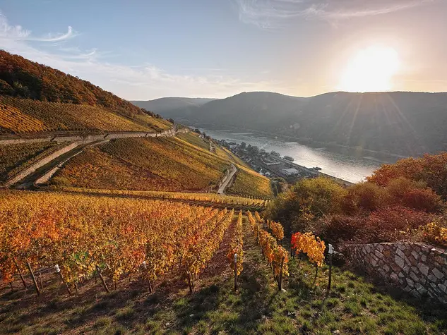 Das Rheingau ist bekannt für seine Weinberge bei Rüdesheim.