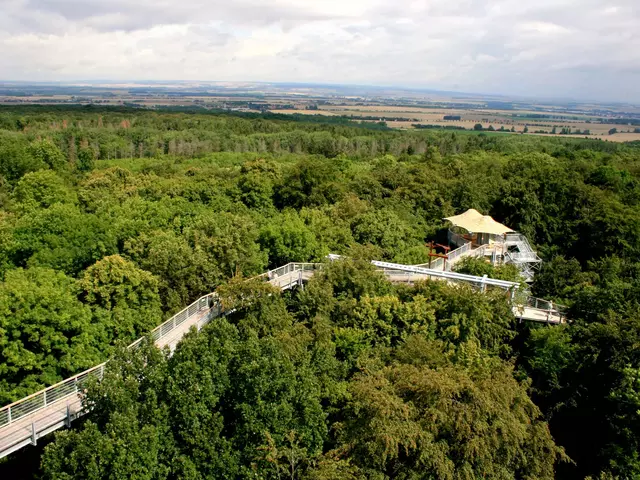 im Urlaub am Nationalpark Hainich den Baumkronenpfad besuchen