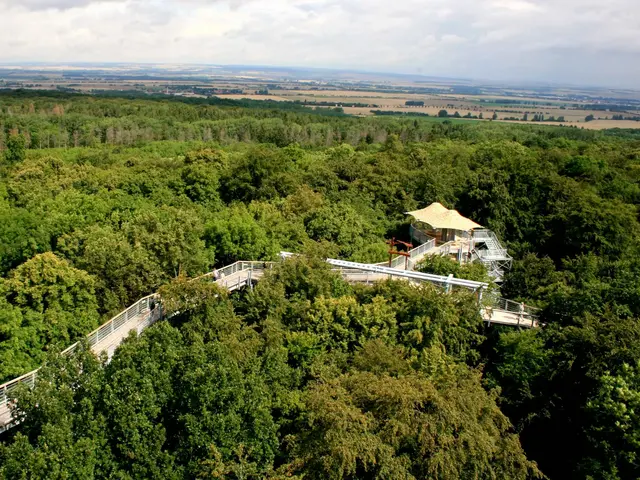 Baumkronenpfad im Nationalpark Hainich - © Thüringer Tourismus GmbH im Urlaub am Nationalpark Hainich den Baumkronenpfad besuchen