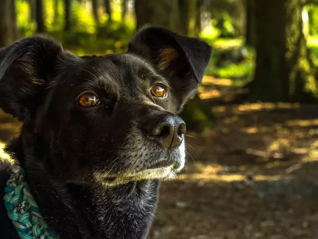 im Urlaub mit Hund in der Rhön Wanderungen machen