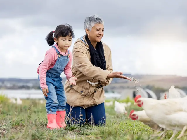Family, agriculture and chicken, grandmother and child on farm in Mexico, feeding livestock with poultry and farming. Senior woman, girl and farmer on field in countryside, nutrition and sustainable