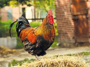 Hahn auf dem Bauernhof - © Landsichten.de, Susanne Mölle Bei einem Urlaub auf dem Bauernhof weckt morgens der Hahn.