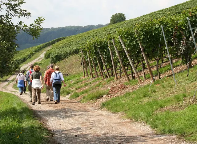 im Wanderurlaub in Hohenlohe eine Weinbergwanderung machen und bei einer Weinprobe regionale Weine verkosten