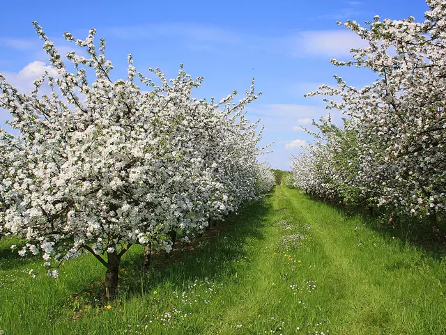 im Urlaub in Thüringen einen Ausflug ind en Obstgarten Thüringens, die Fahner Höhe unternehmen