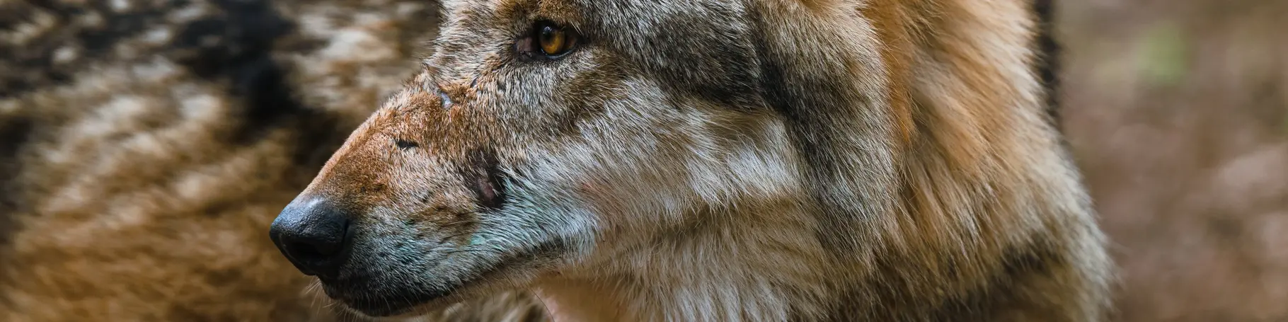 Zurzeit leben elf Wölfe im Wolfcenter in Dörverden.