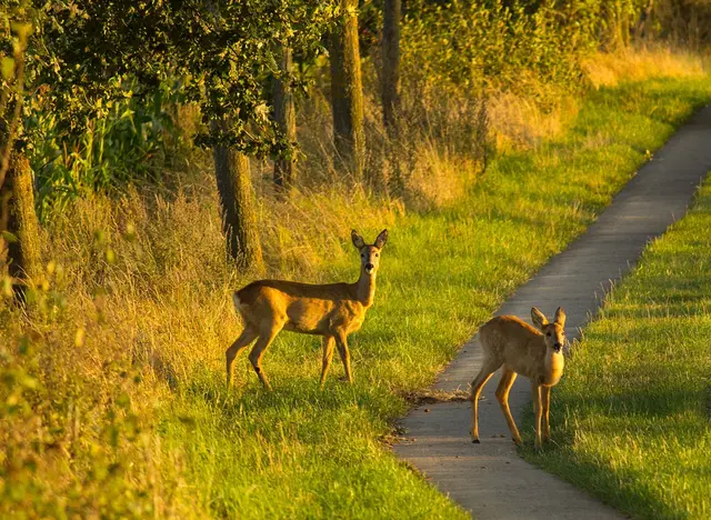 im Bauernhofurlaub Rehe mit dem Jäger beobachten