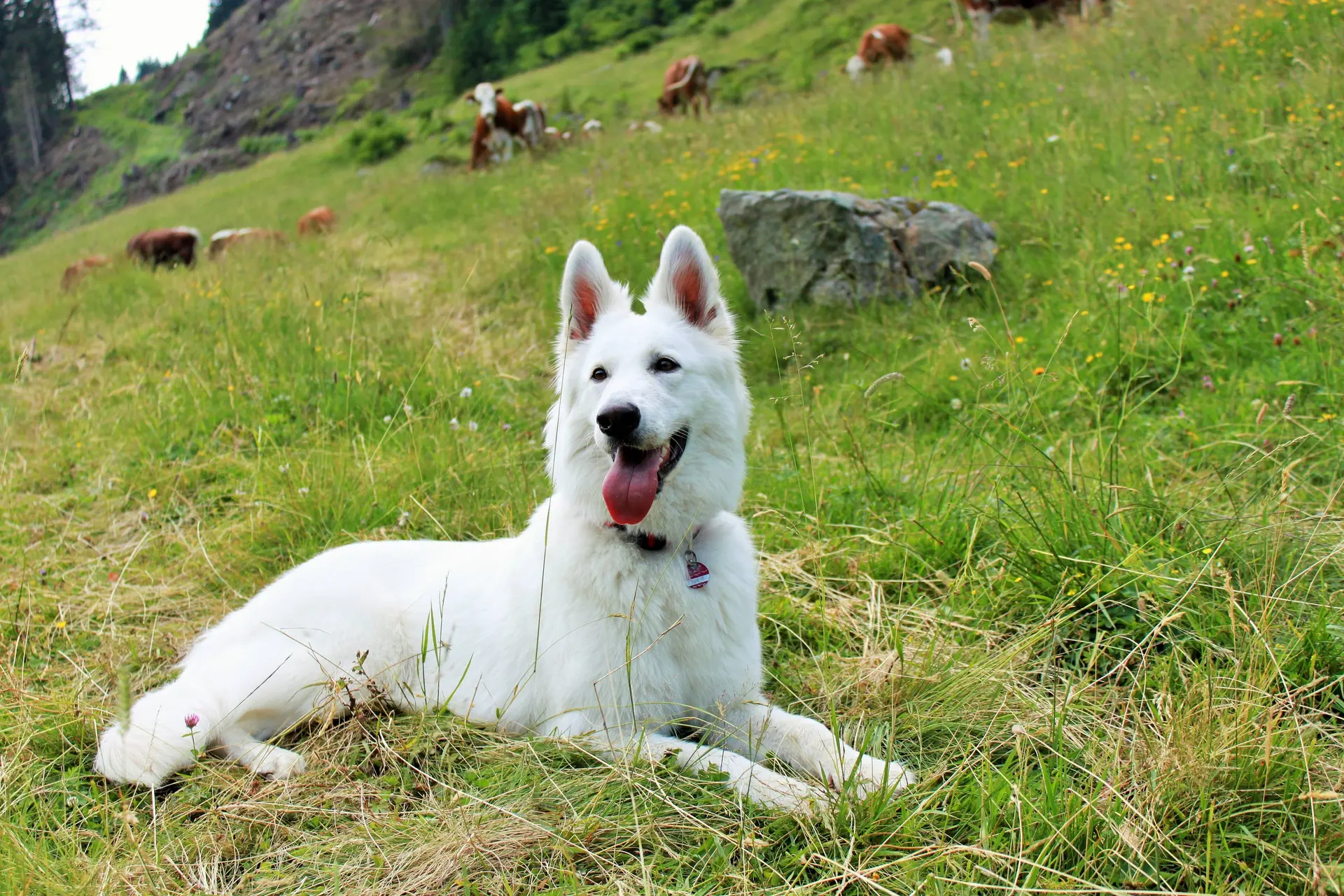 Schäferhund auf der Wiese