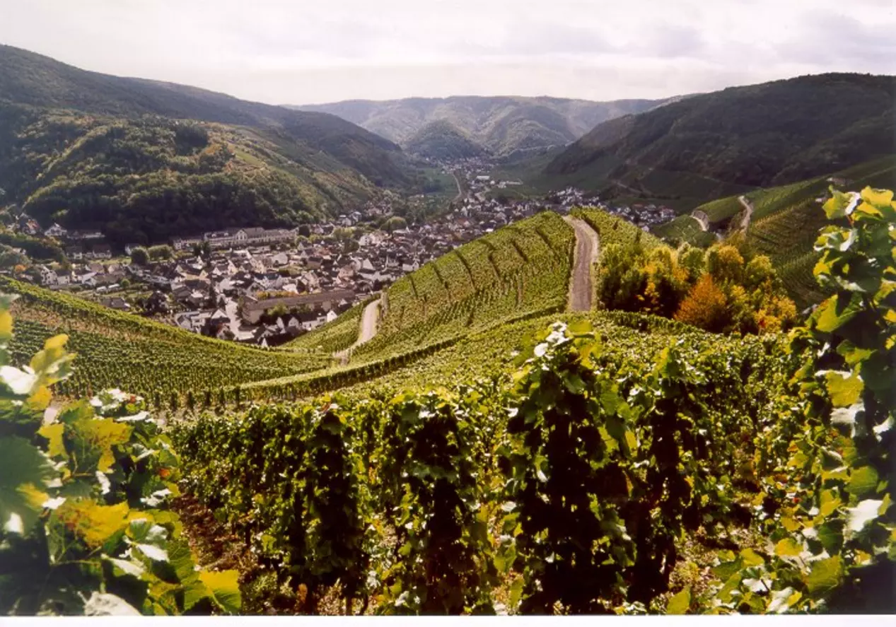 Entlang dem Rotweinwanderweg, mitten durch die bezaubernde Ahr-Landschaft.