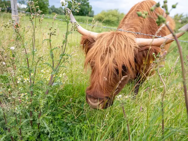 Ein Hochlandrind grast auf einem Feld und steckt den Kopf durch einen Stacheldrahtzaun. 