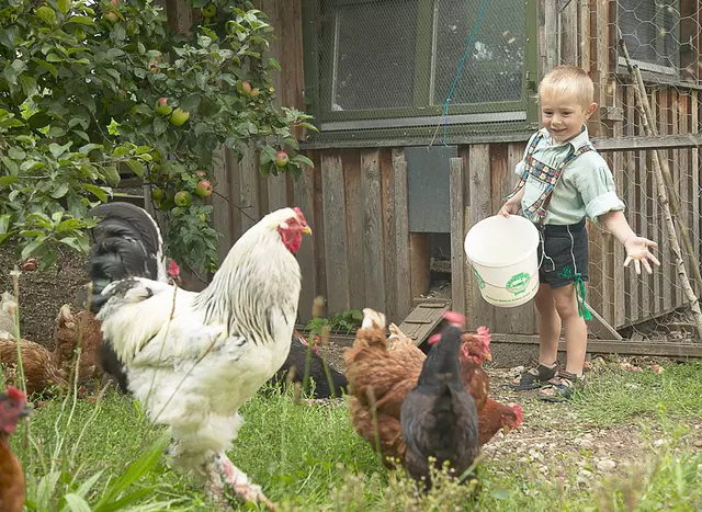 im Urlaub auf dem Kinderhof dürfen Kinder Hühner füttern und Eier sammeln
