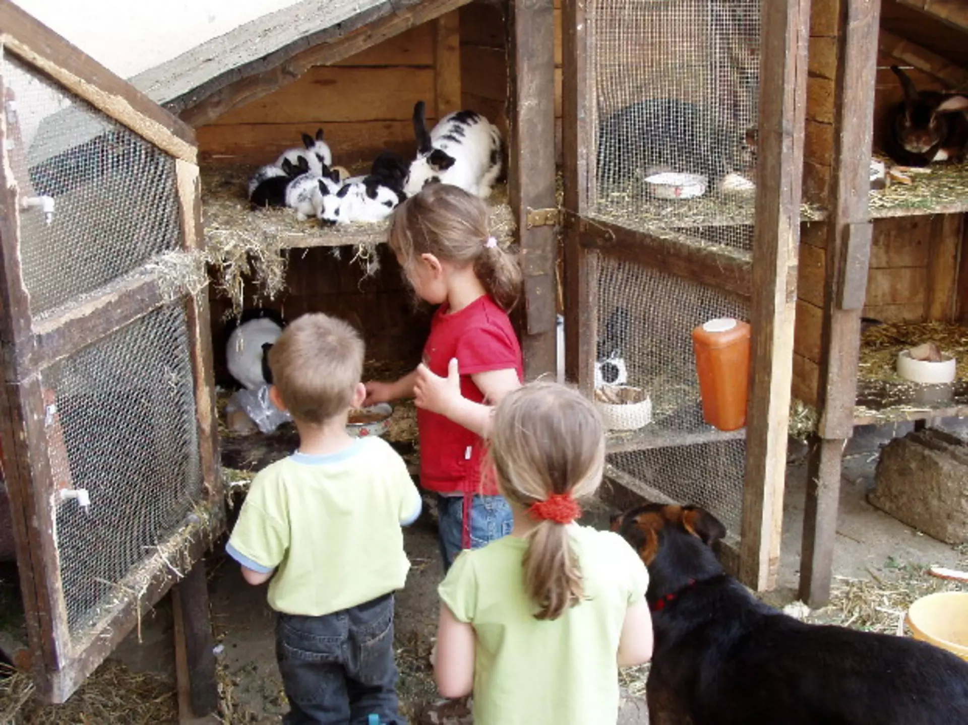 Hasenfütterung - © LAG Sachsen
, Ferienhof Kaltofen Mitarbeit am Hof - Kinder beim Füttern der Hasen.