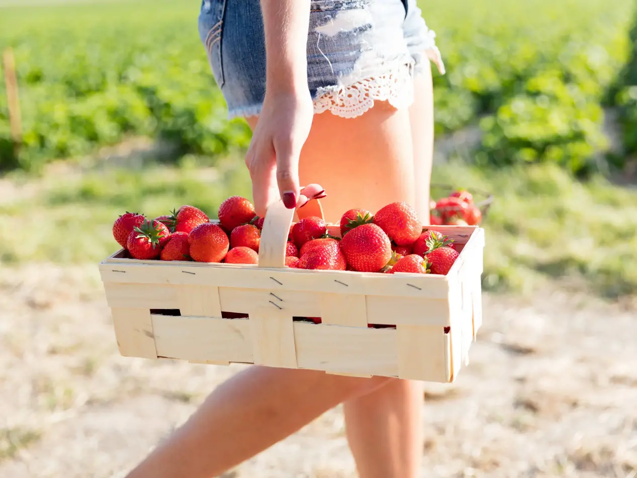 Erdbeeren selber pflücken – Urlaub auf dem Obsthof genießen - © Christian Schwier, Adobe Stock Frau trägt einen Korb voller frisch gepflückter Erdbeeren auf einem Erdbeerfeld während eines Urlaubs auf dem Obsthof.