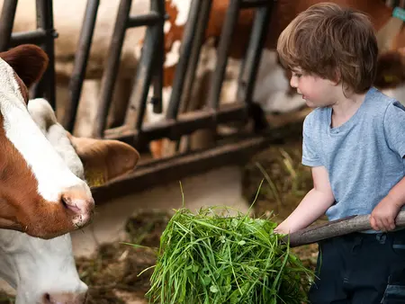 im Urluab auf dem Bauernhof helfen Kinder beim Füttern im Stall"