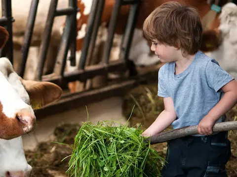 im Urluab auf dem Bauernhof helfen Kinder beim Füttern im Stall