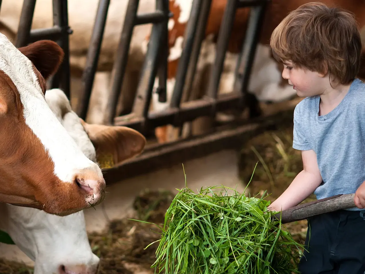 im Urluab auf dem Bauernhof helfen Kinder beim Füttern im Stall