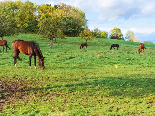 Mehrere Pferde grasen auf einer grünen Weide bei Roßdorf in Hessen, im Hintergrund stehen herbstlich gefärbte Bäume.