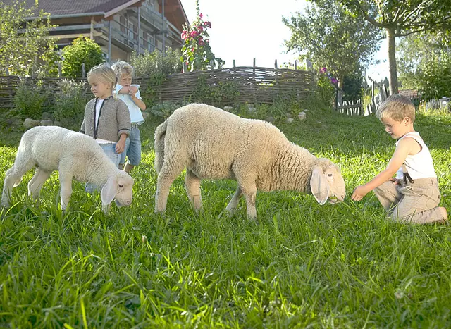 im Familienurlaub auf dem Bauernhof in Bayern Schafe füttern und streicheln