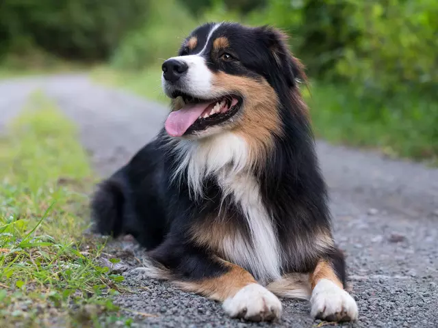 im Wanderurlaub mit Hund die Umgebung erkunden