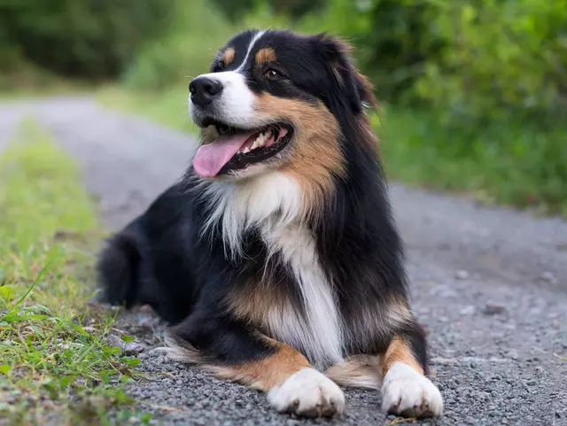 im Wanderurlaub mit Hund die Umgebung erkunden