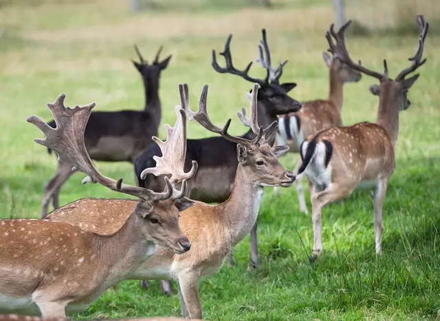 im Urlaub die Mecklenburgische Schweiz entdecken und den Tiergarten im Naturmonument Ivenacker Eichen besuchen