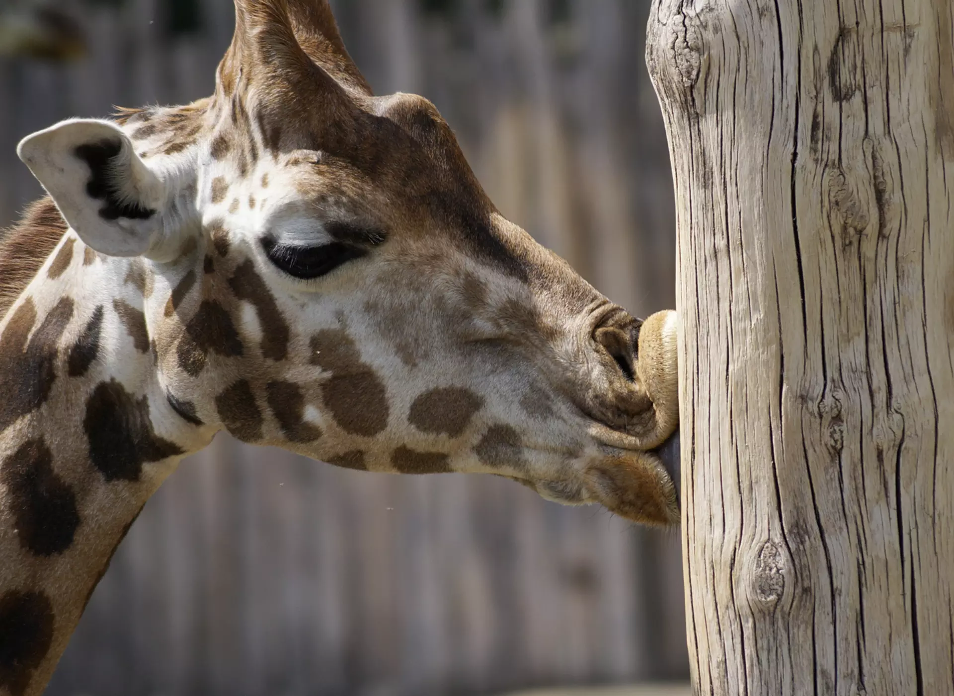 Giraffe im Zoo Leipzig - © www.pixabay.com, Der Zoo Leipzig mit seinen sechs Erlebniswelten zu den artenreichsten Zoos in Europa.