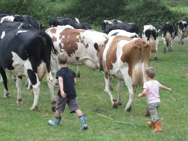 Kinder treiben Kühe bei einem Urlaub auf dem Bauernhof in Schleswig-Holstein.