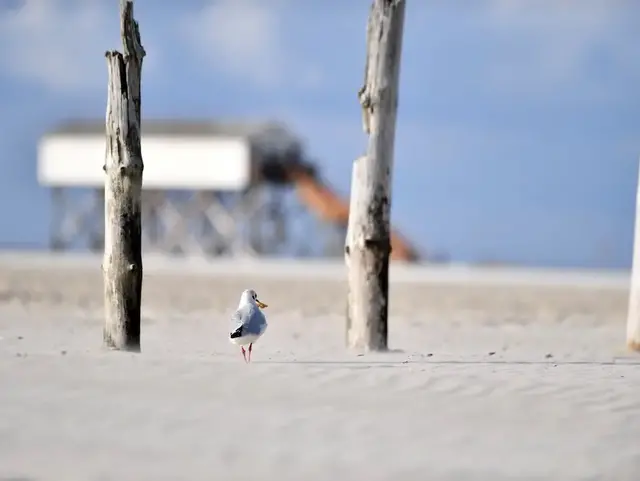 Möwe steht am Strand von Sankt Peter-Ording zwischen Holzpfählen in weiter Sandlandschaft