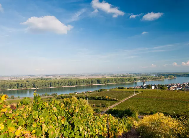 im Wanderurlaub in Rheinhessen eine Wandertour durch die Weinberge machen und den herrlichen Ausblick auf den Rhein und den Roten Hang genießen