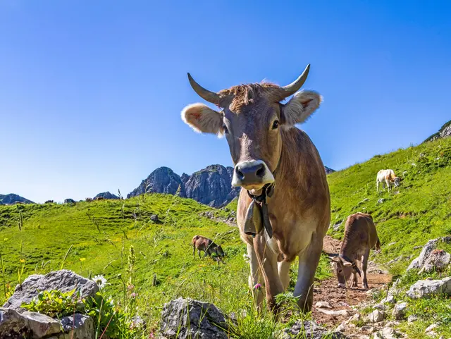 Braune Kuh der Rasse Allgäuer Braunvieh in der alpinen Berglandschaft