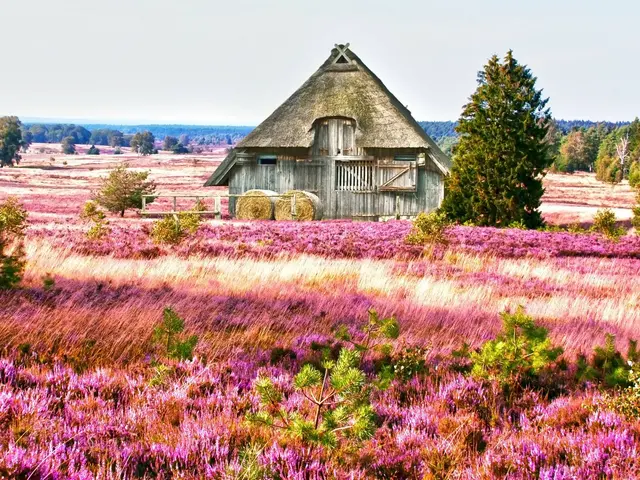 Scheune mit Reetdach in der Lüneburger Heide. - © Gabriele Rohde, AdobeStock Scheune mit Reetdach in der Lüneburger Heide.
