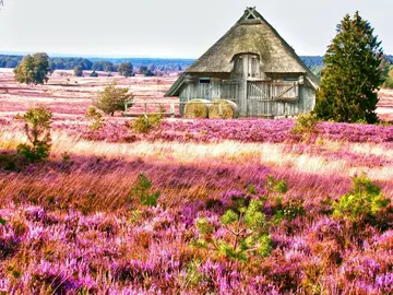 Scheune mit Reetdach in der Lüneburger Heide. 