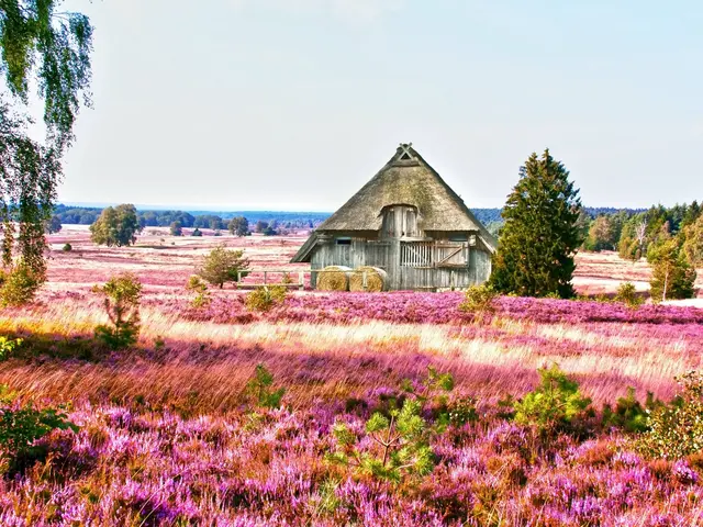 Lüneburger Heide Ferienhäuser: Scheune mit Reetdach