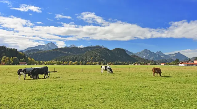 Ferienwohnung in Bayern: Kühe auf einer Almwiese vor Bergpanorama in den Bayerischen Alpen – ideal für Natur- und Landurlaub