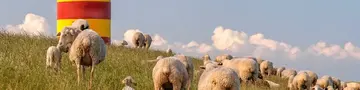 Eine Schafherde weidet auf einem grünen Deich vor dem rot-gelben Pilsumer Leuchtturm.