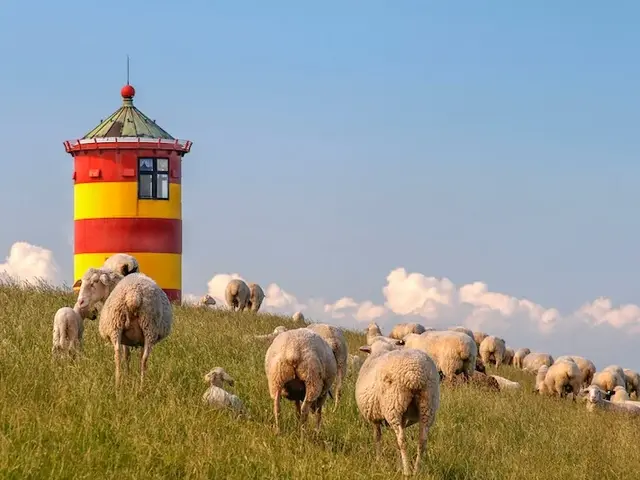 Eine Schafherde weidet auf einem grünen Deich vor dem rot-gelben Pilsumer Leuchtturm.